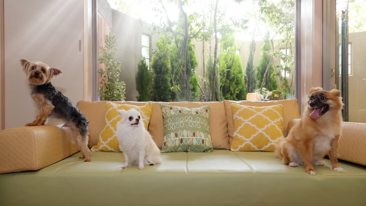 愛犬と一緒にお部屋でのんびりとお寛ぎください。