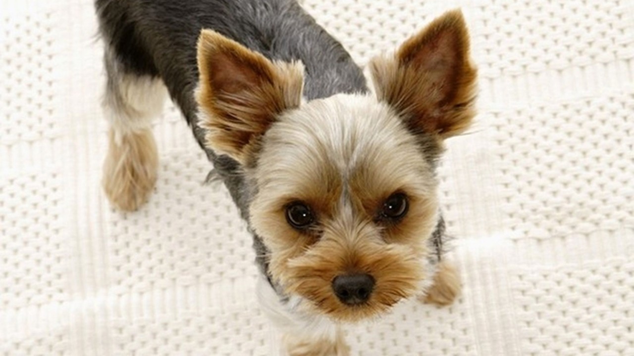 ◆【愛犬同伴OK】洋座室／ワンちゃんと一緒にお泊りいただける、和モダンタイプのお部屋です。