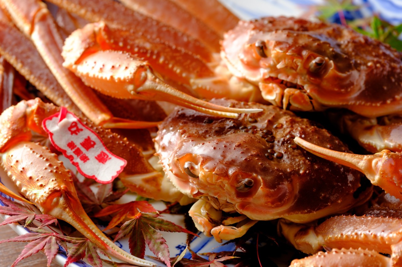 【松葉がに】タグに込められた海の誇りを、贅沢なひとときに