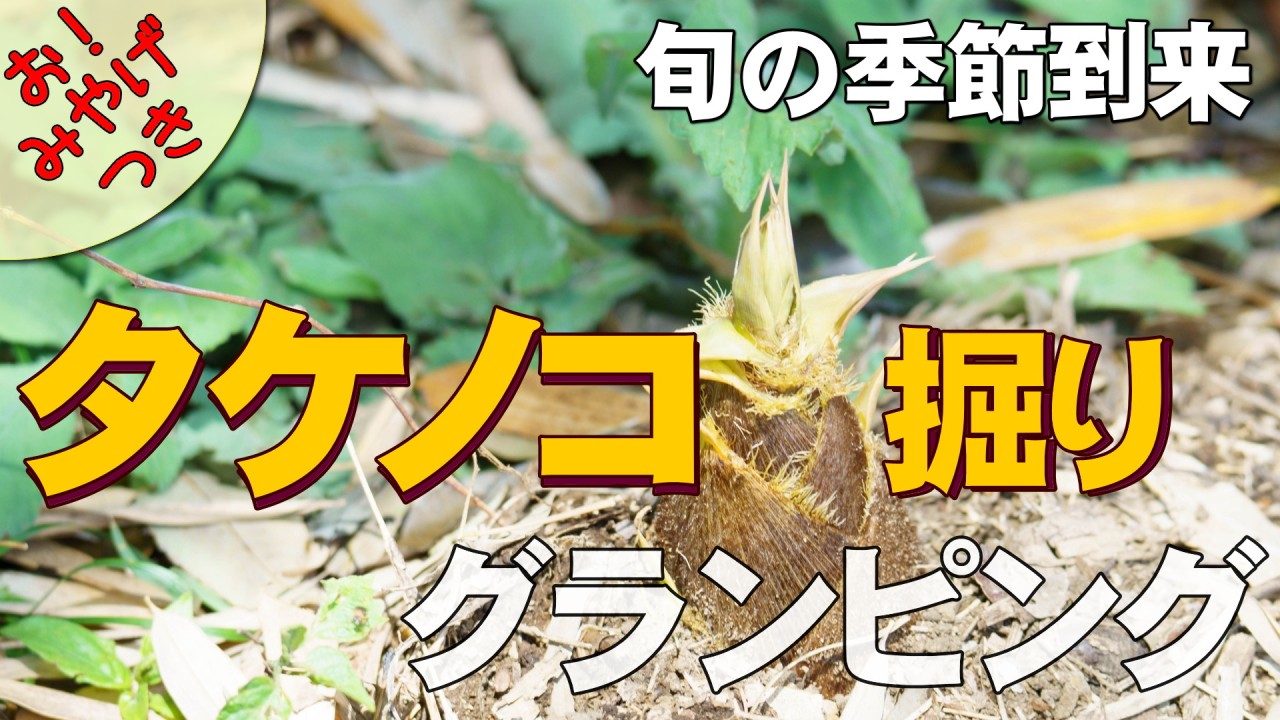 5月GWまでが旬！の竹のこ堀り体験ツアー