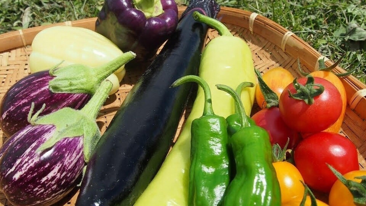 野菜収穫体験（イメージ）