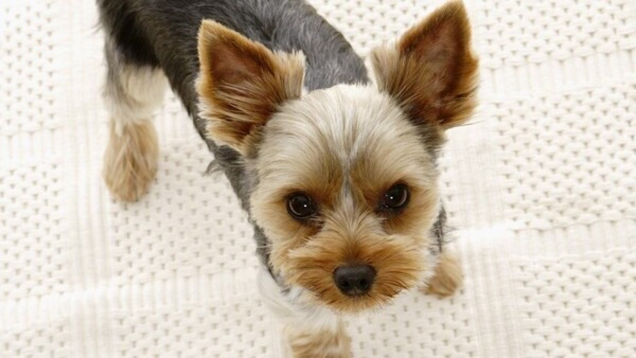 ◆ワンちゃんイメージ写真／ドッグガーデン付の「ワンちゃんルーム」で、愛犬と一緒に楽しい時間を♪