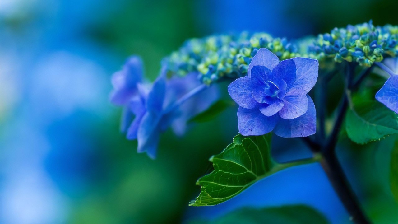 紫陽花