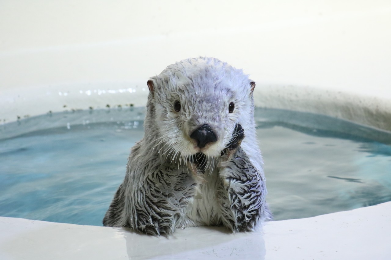 鳥羽水族館 大人気のラッコ♪