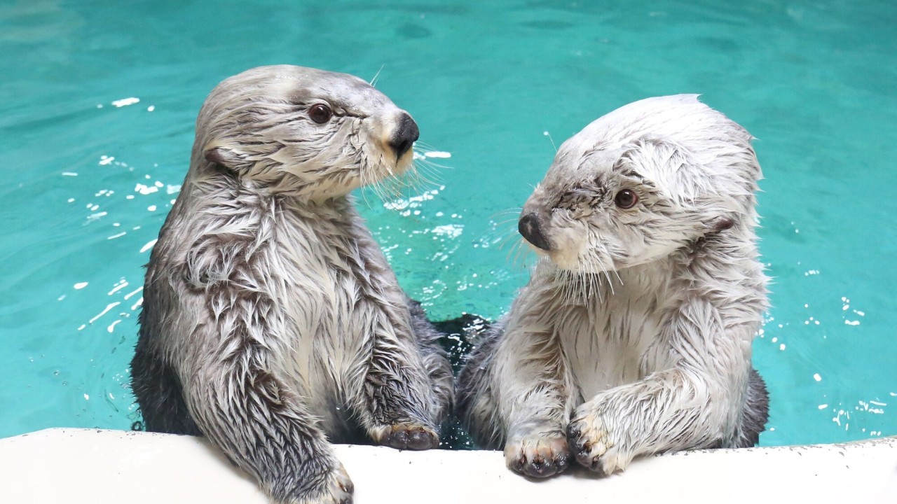 鳥羽水族館イメージ ラッコ 