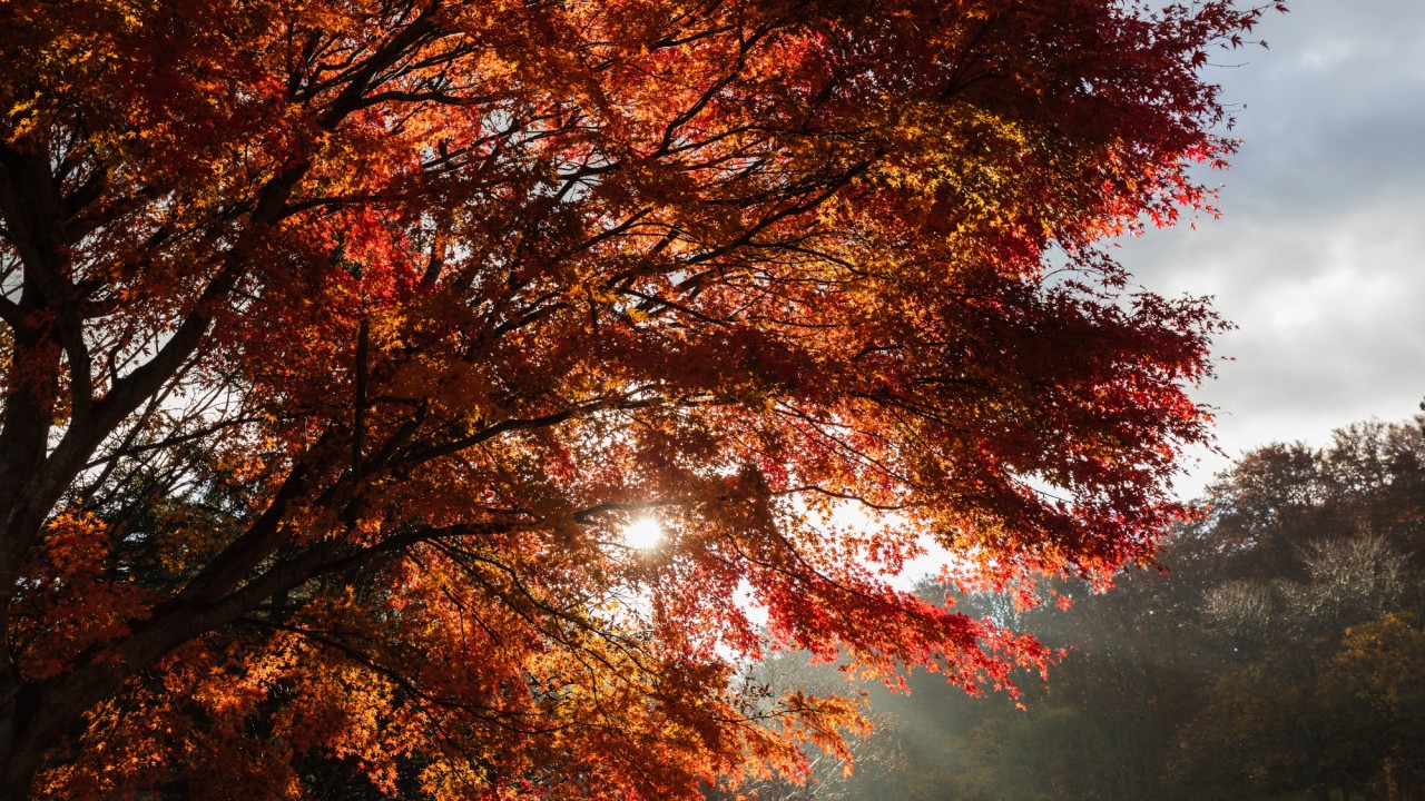 【周辺景観】陽が差し込み美しい姿を見せる紅葉。